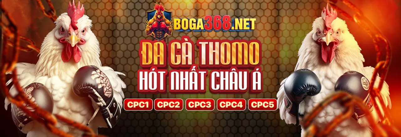 Gà chọi hùng dũng trên sàn đấu Longfu88